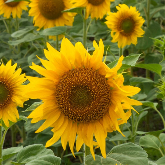SUNFLOWER  - Black Oil  - Helianthus annus