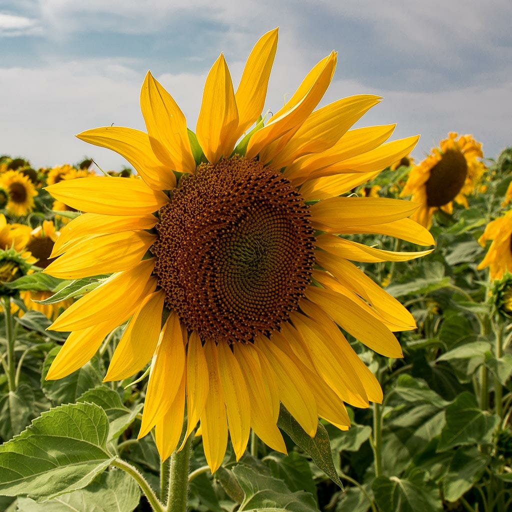 SUNFLOWER - Mammoth Grey Stripe - Helianthus annuus