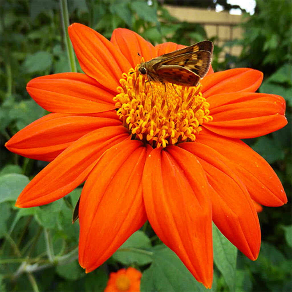 SUNFLOWER - Mexican - Tithonia rotundifolia