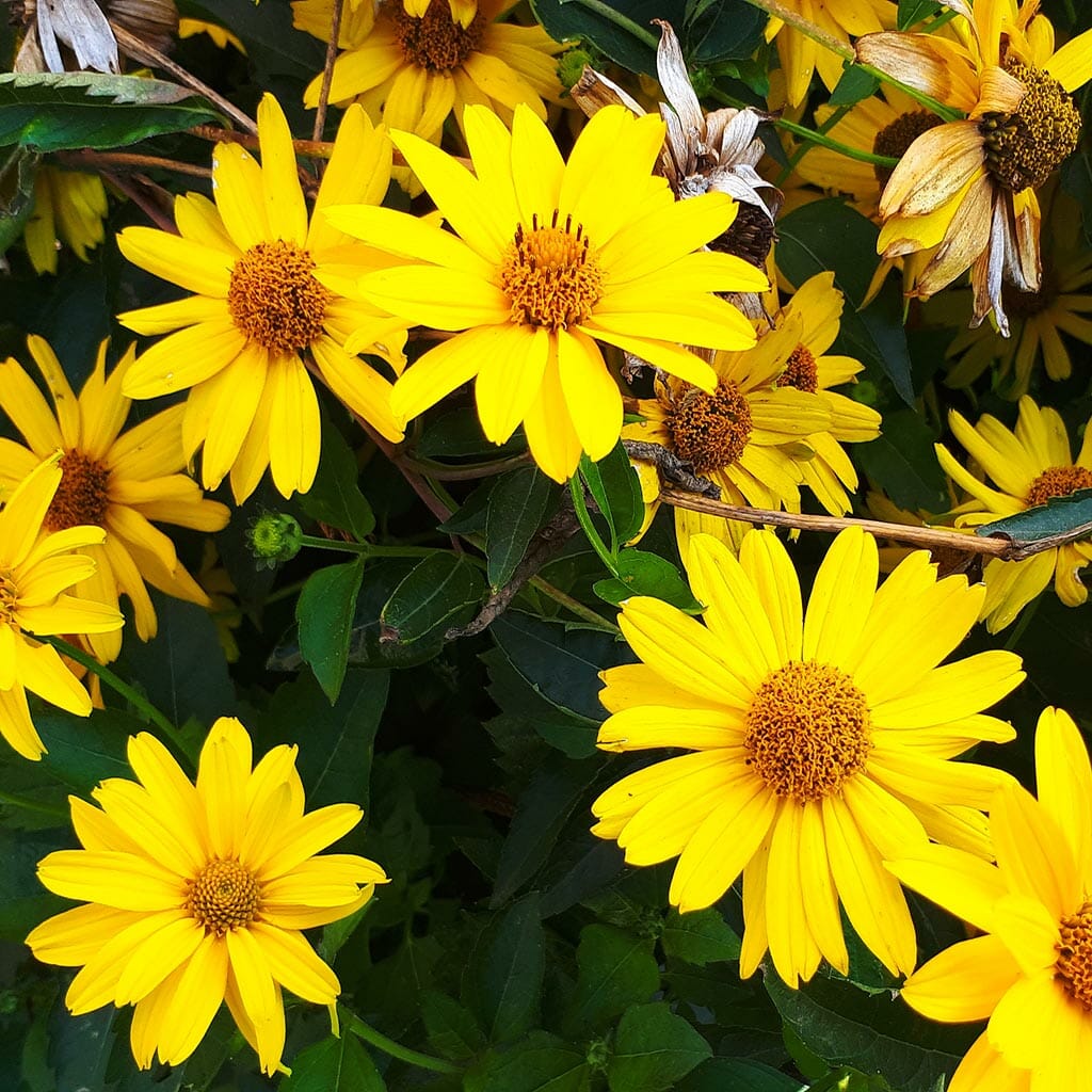 SUNFLOWER - Early Sunflower/False Sunflower - Heliopsis helianthoides