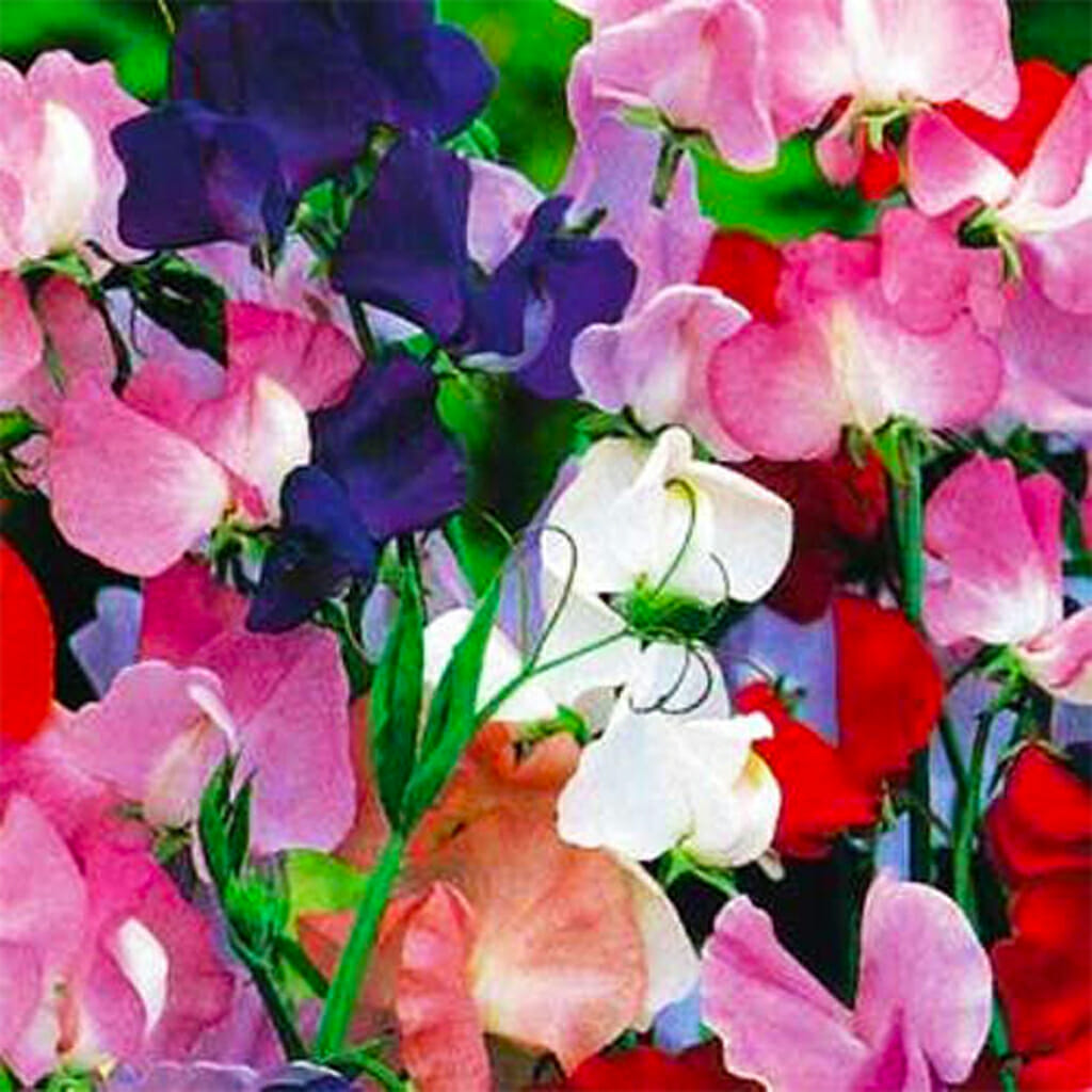 SWEET PEA - Mammoth Mix - Lathyrus odoratus