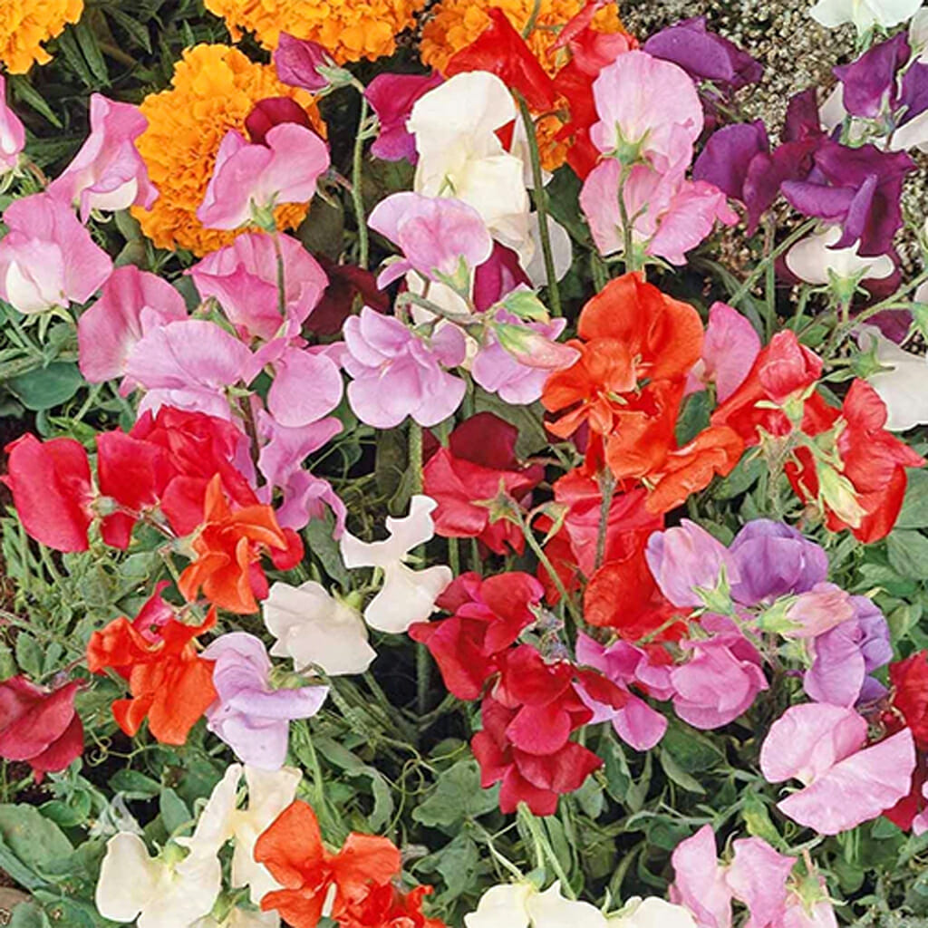 SWEET PEA - Knee High Mix - Lathyrus odoratus