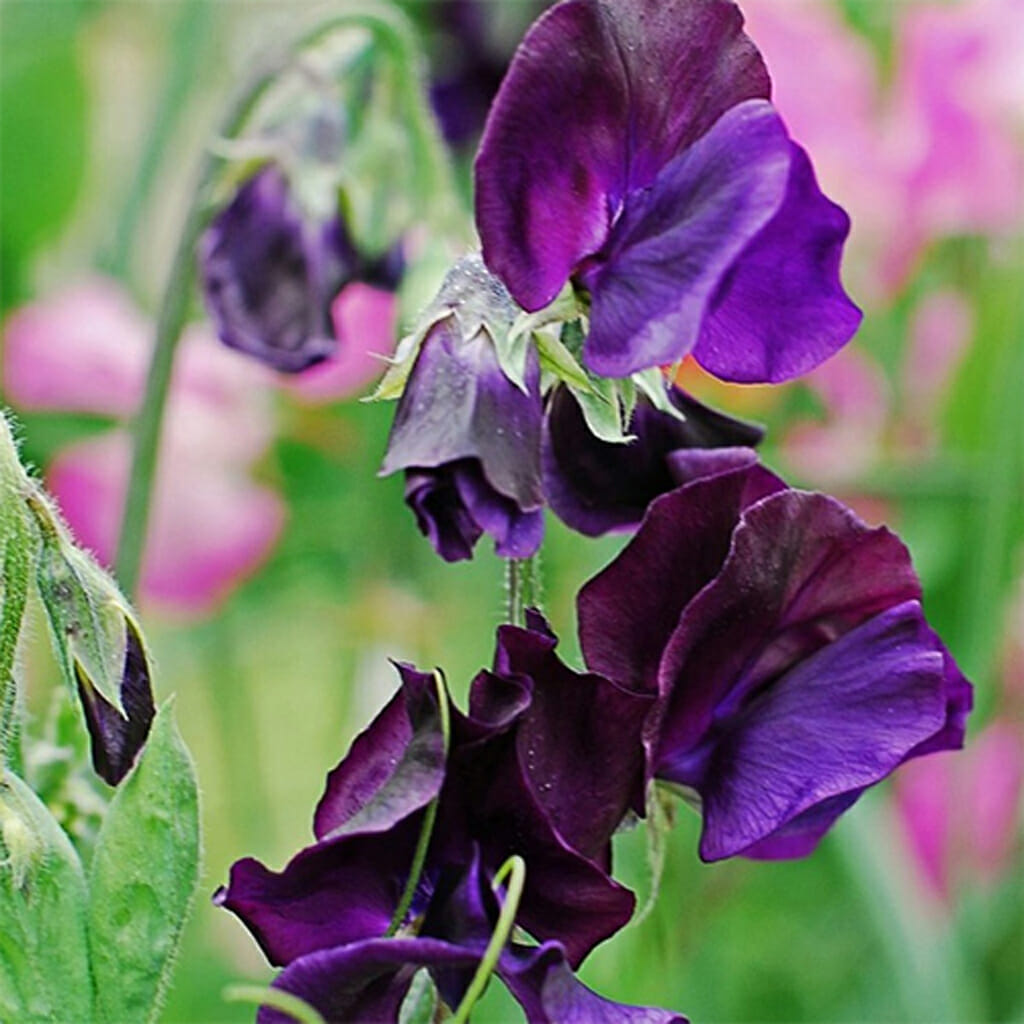 SWEET PEA - Royal Navy Blue - Lathyrus odoratus