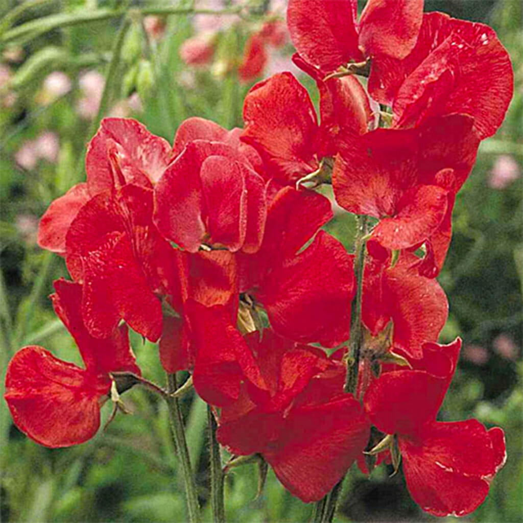 SWEET PEA  - Royal Scarlet  - Lathyrus odoratus