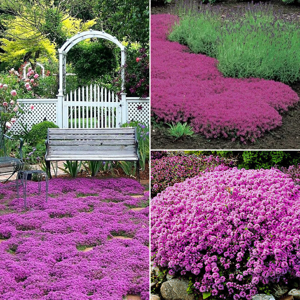THYME - Creeping - Thymus serpyllum