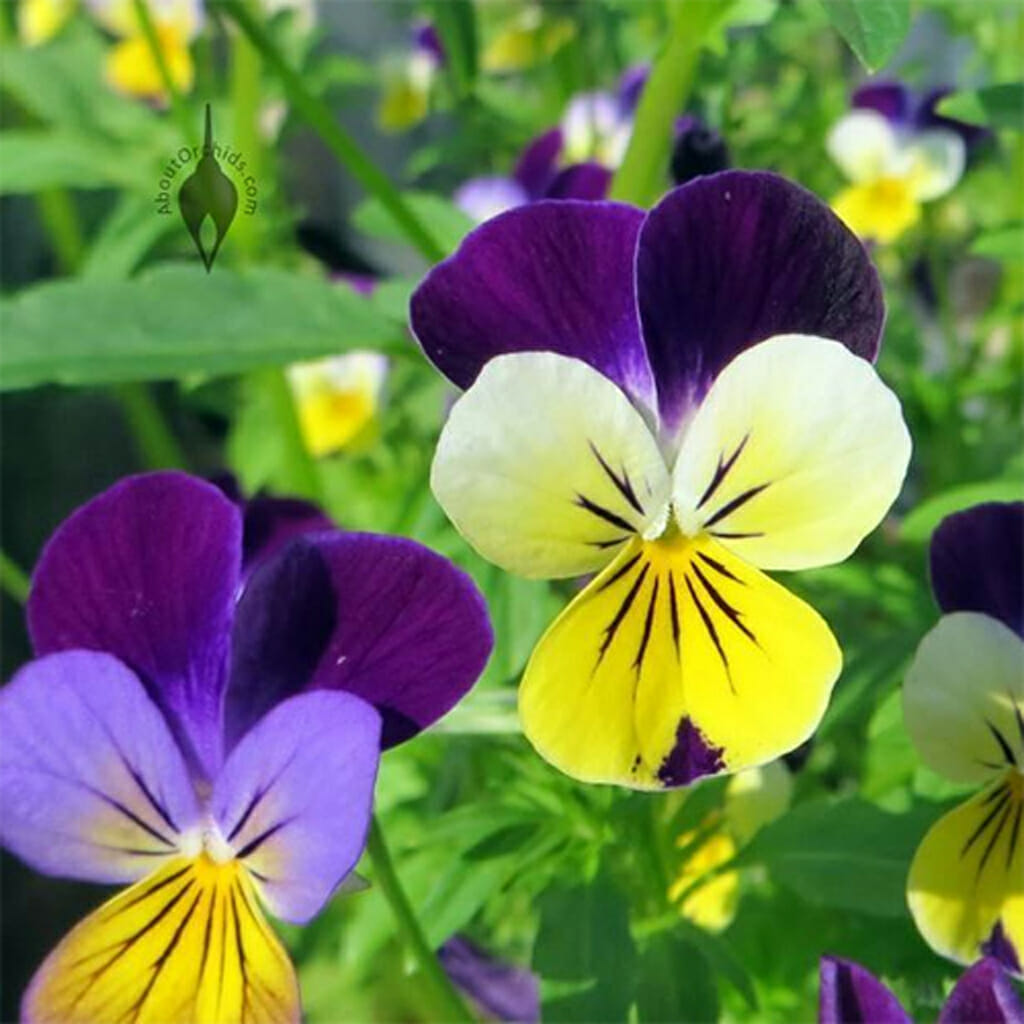 VIOLA - Johnny Jump Up - Viola cornuta