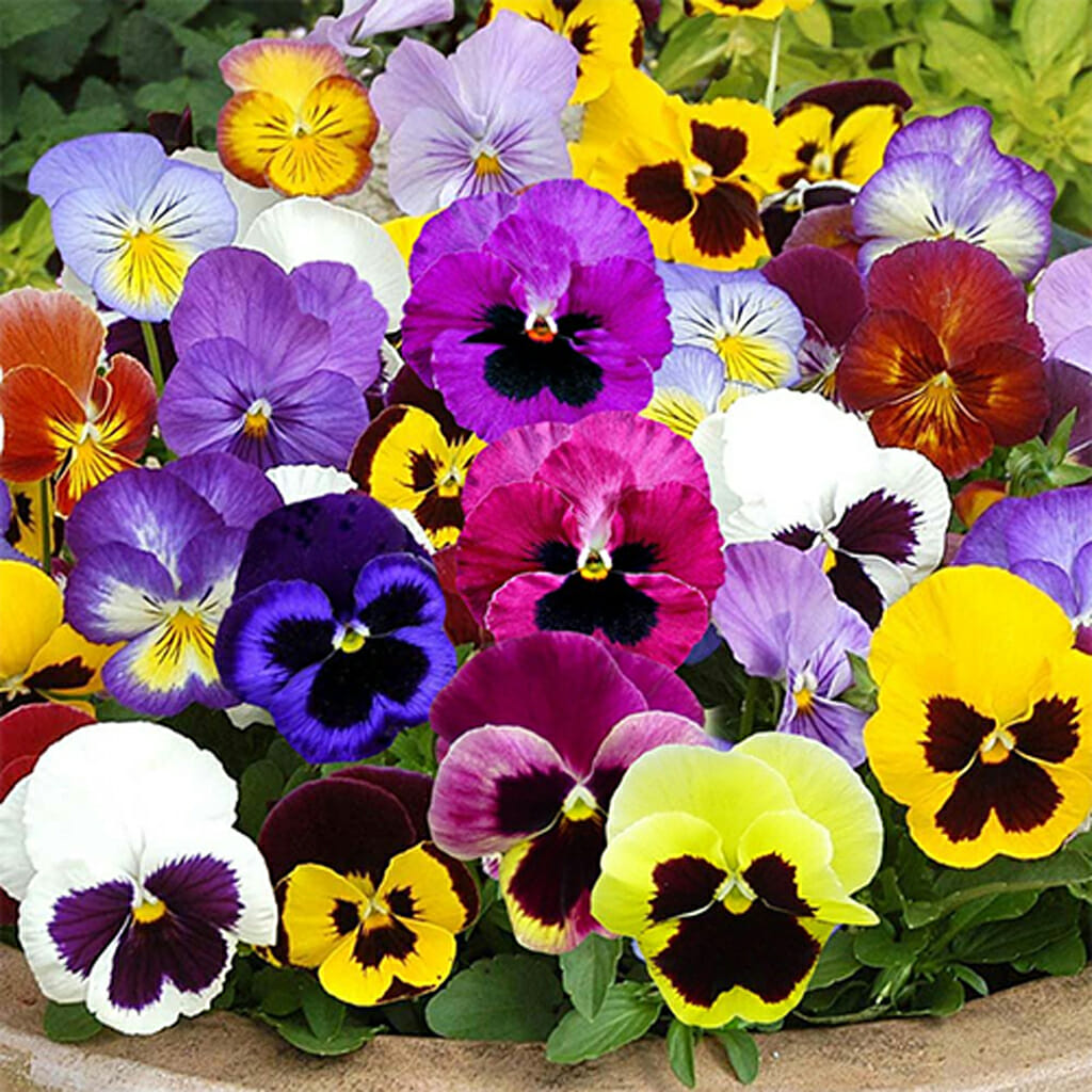 VIOLA - Swiss Giant - Viola wittrockiana
