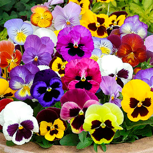VIOLA - Swiss Giant  - Viola wittrockiana
