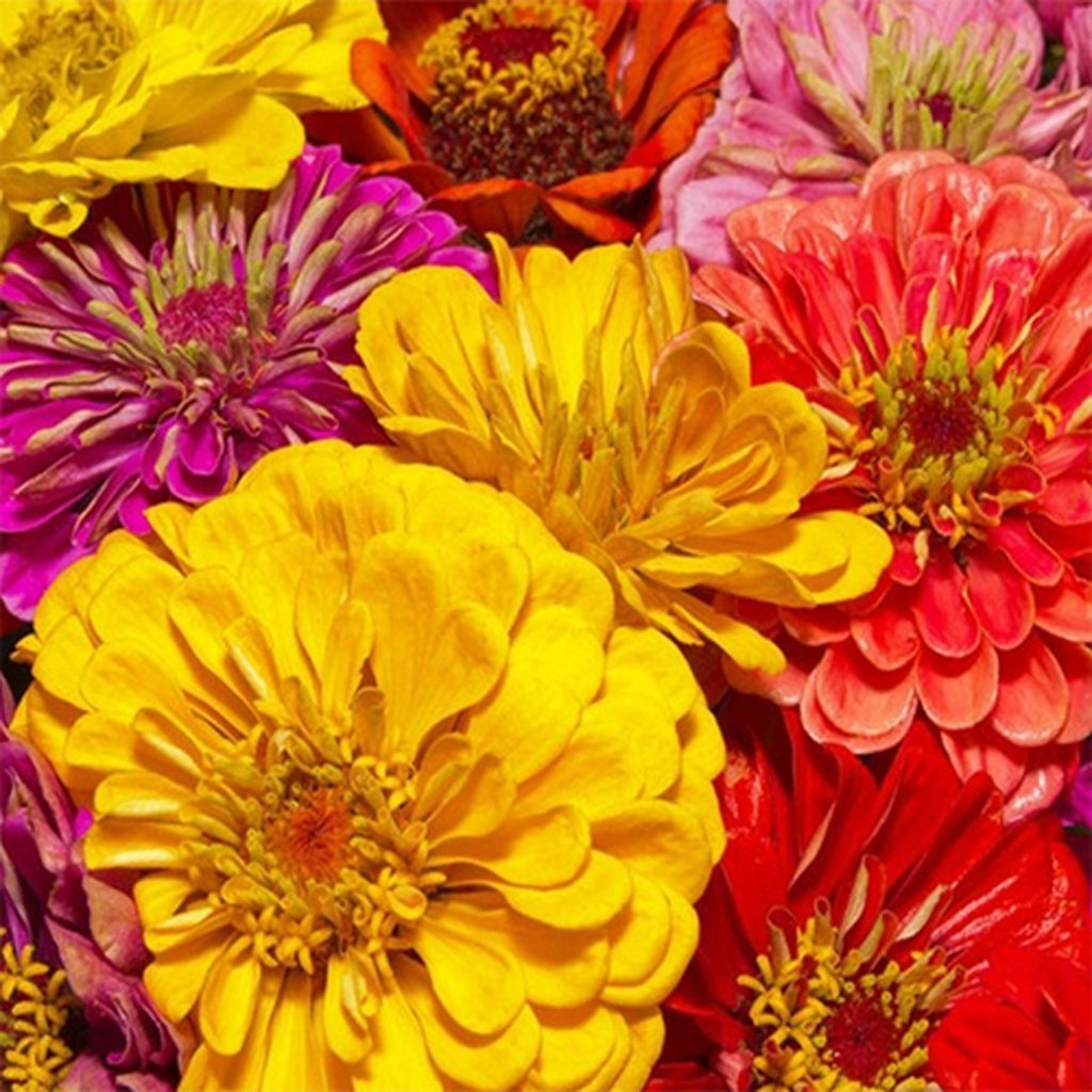 ZINNIA - California Giants - Zinnia elegans