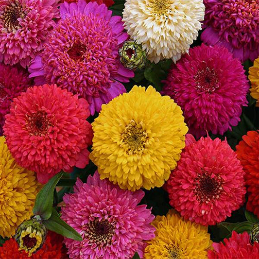 ZINNIA  - Dahlia Flowering Mixture  - Zinnia elegans