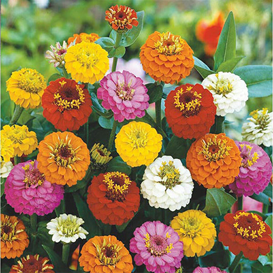 ZINNIA  - Lilliput Mixture  - Zinnia elegans