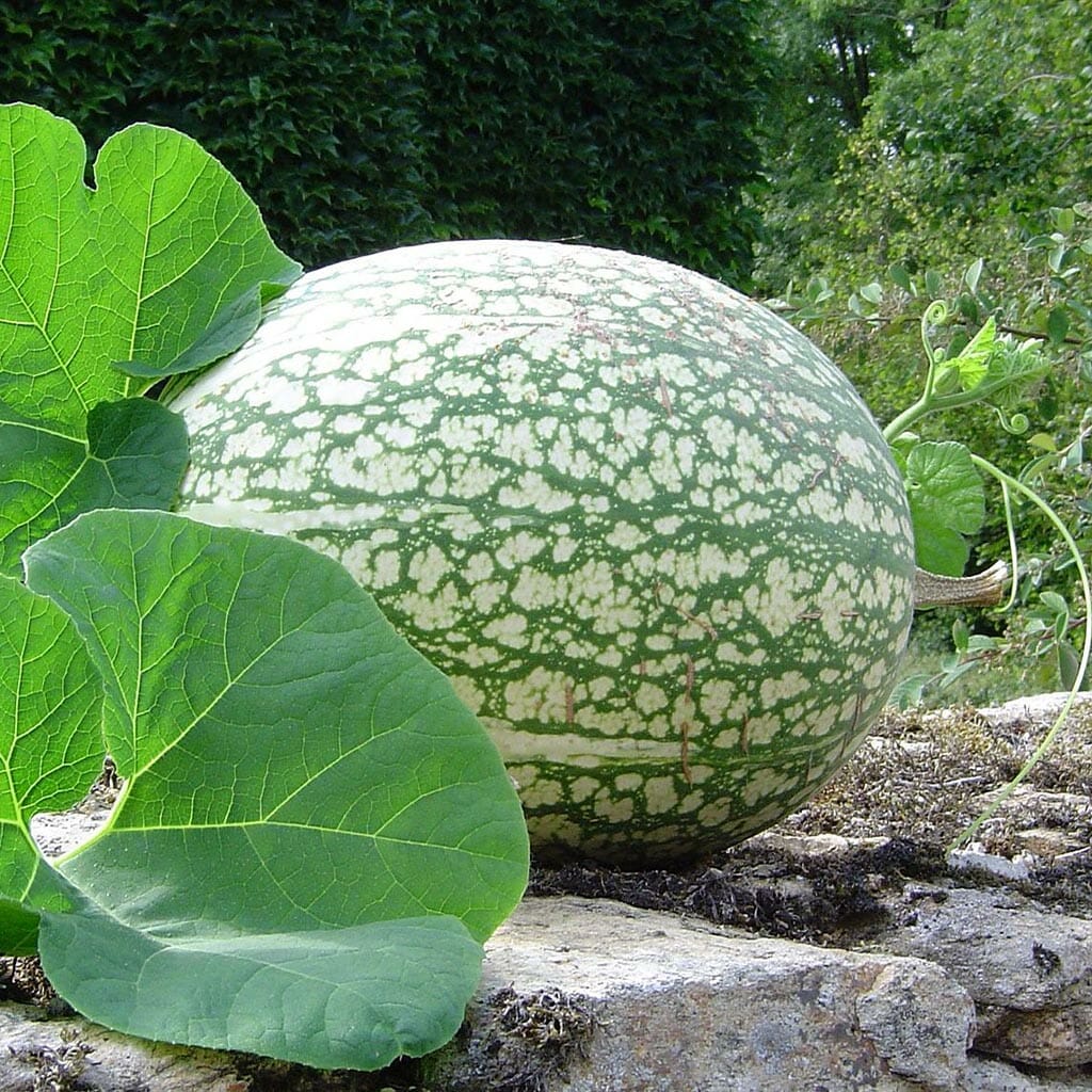 GOURD - Fig Leaf - Cucurbita ficifolia