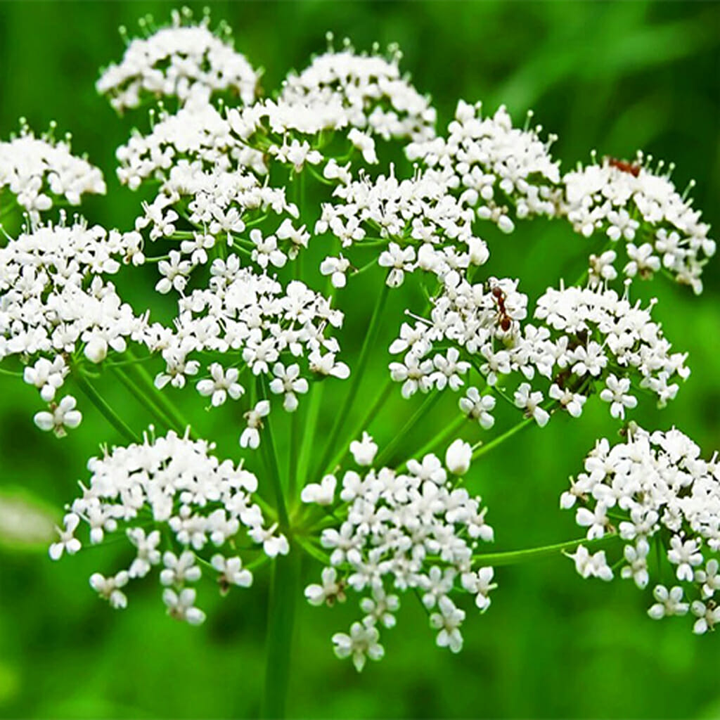 ANISE - - Pimpinella anisam