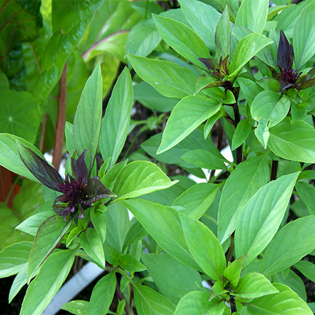 BASIL - Anise - Ocimum basilicum