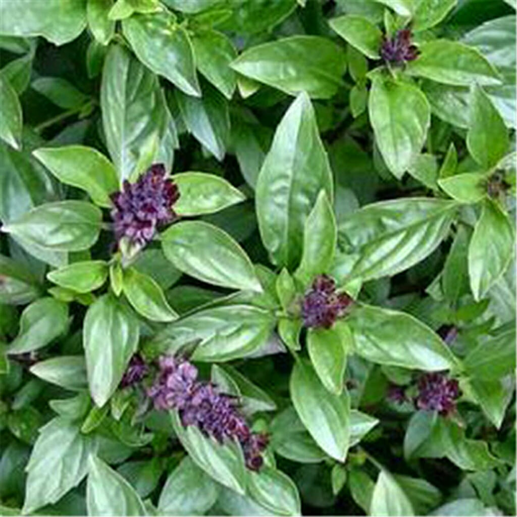 BASIL - Cinnamon - Ocimum basilicum