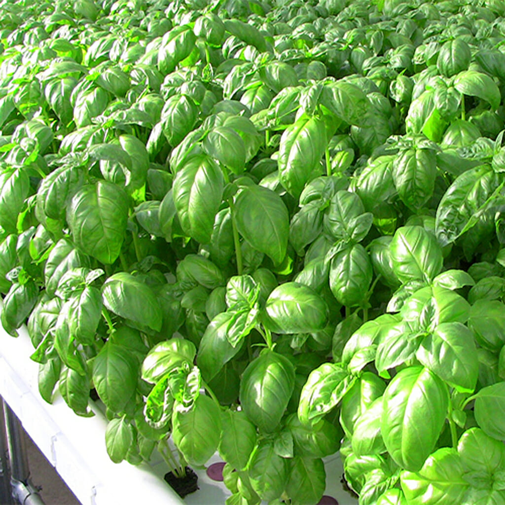 BASIL - Genovese - Ocimum basilicum