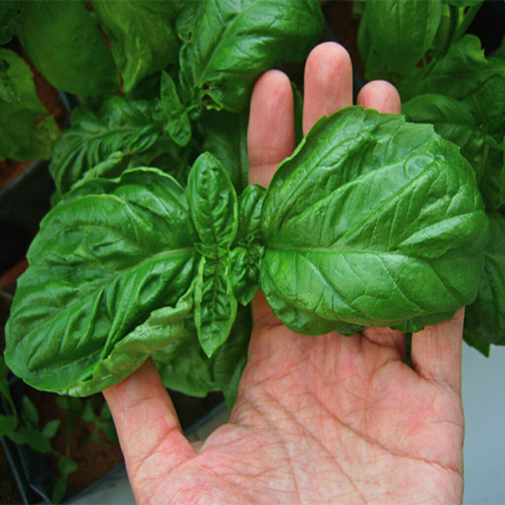 BASIL Italian Large Leaf Buy Online at Seeds Of Plenty Seeds