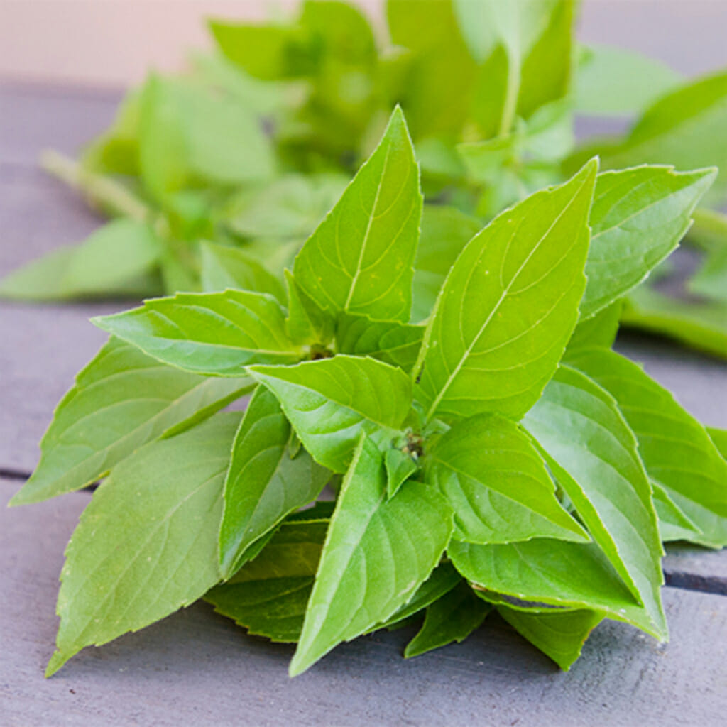 BASIL - Lemon - Ocimum basilicum