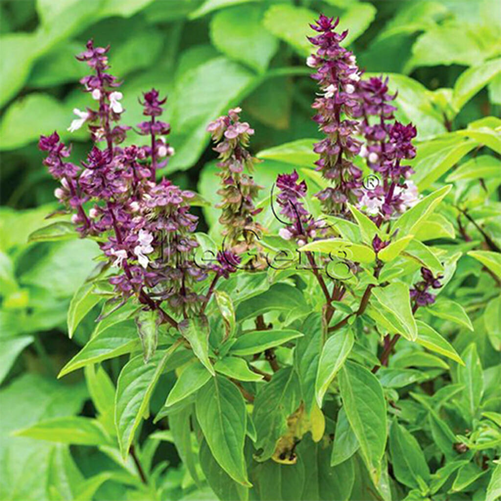 BASIL - Licorice - Ocimum basilicum