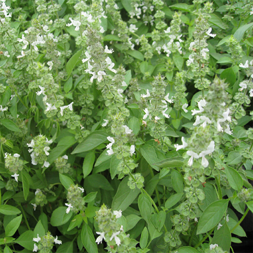 BASIL - Lime - Ocimum basilicum