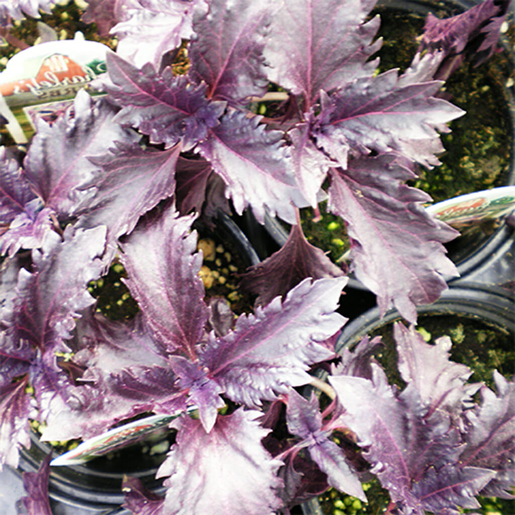 BASIL - Purple Ruffles - Ocimum basilicum