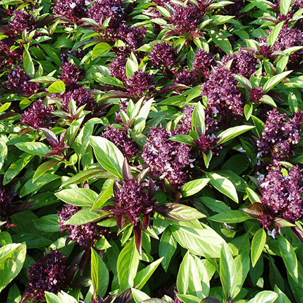 BASIL - Siam Queen - Ocimum basilicum