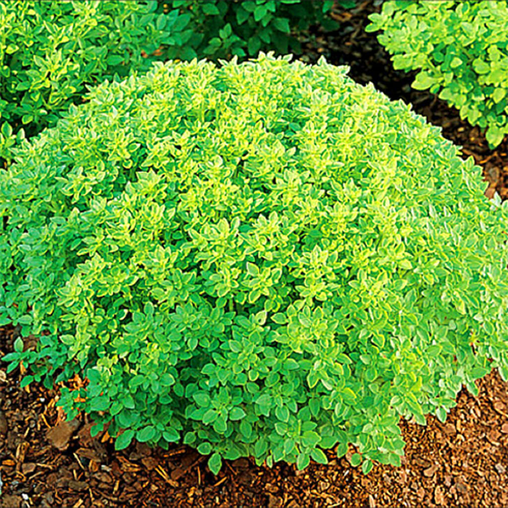 BASIL - Spicy Globe - Ocimum basilicum
