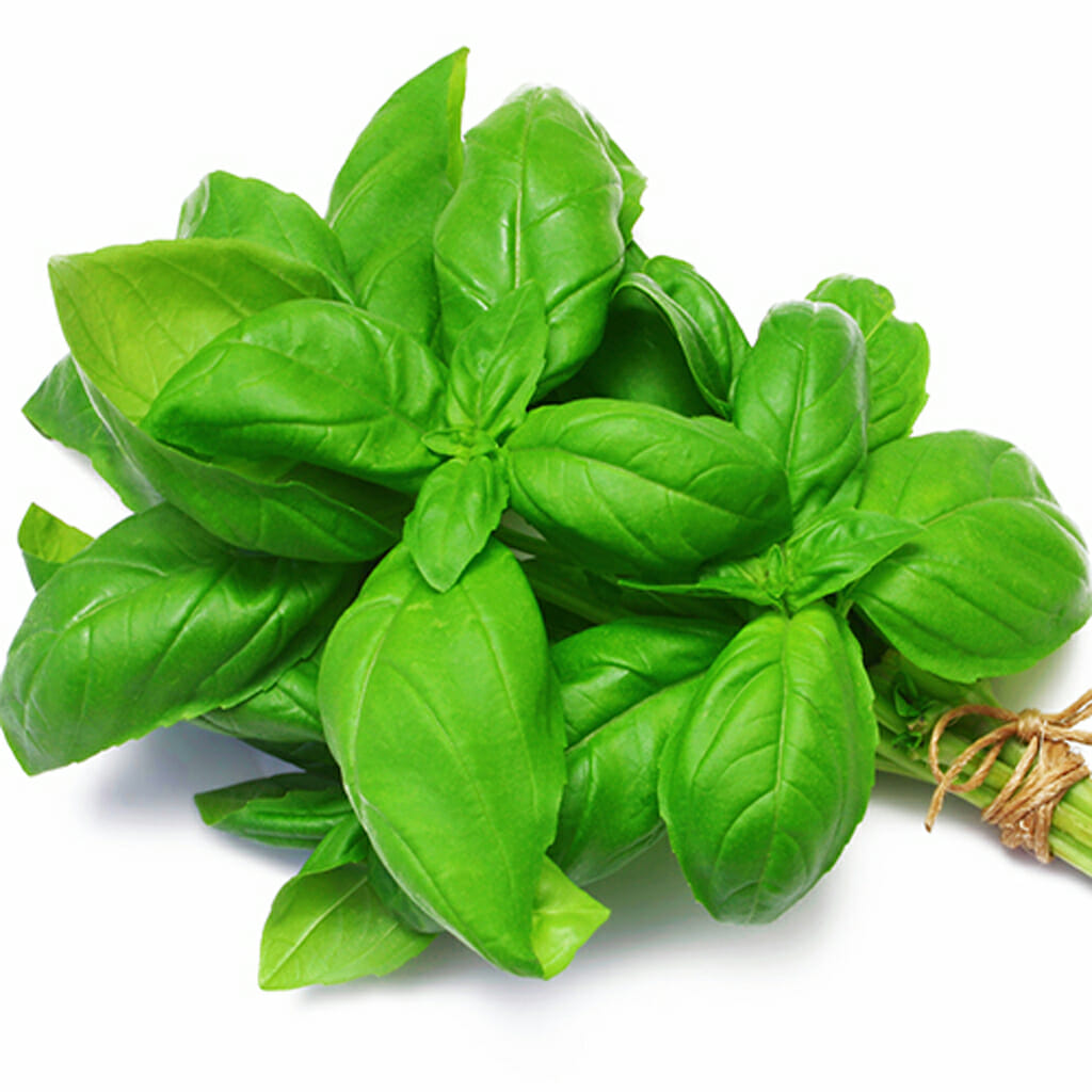 BASIL - Sweet - Ocimum basilicum
