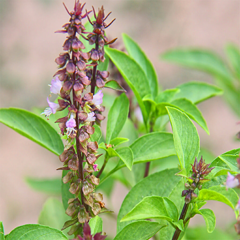 BASIL - Thai - Ocimum basilicum
