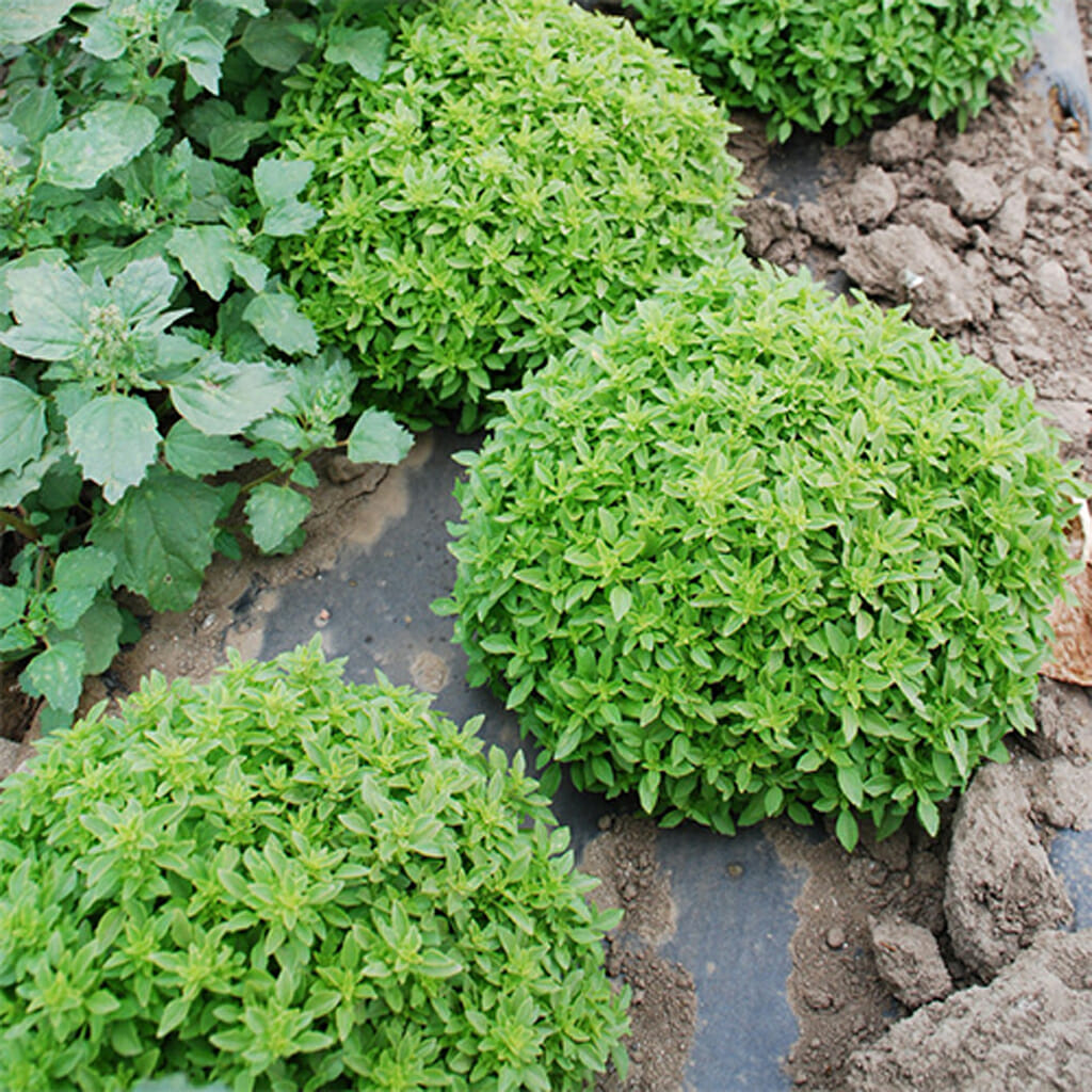 BASIL - Fine Verde - Ocimum basilicum