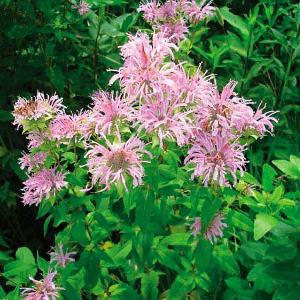 BERGAMOT - Bee Balm/Lemon Mint  - Monarda citriodora