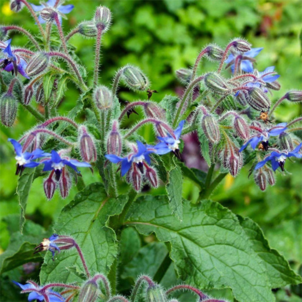 BORAGE -  - Borago officials.