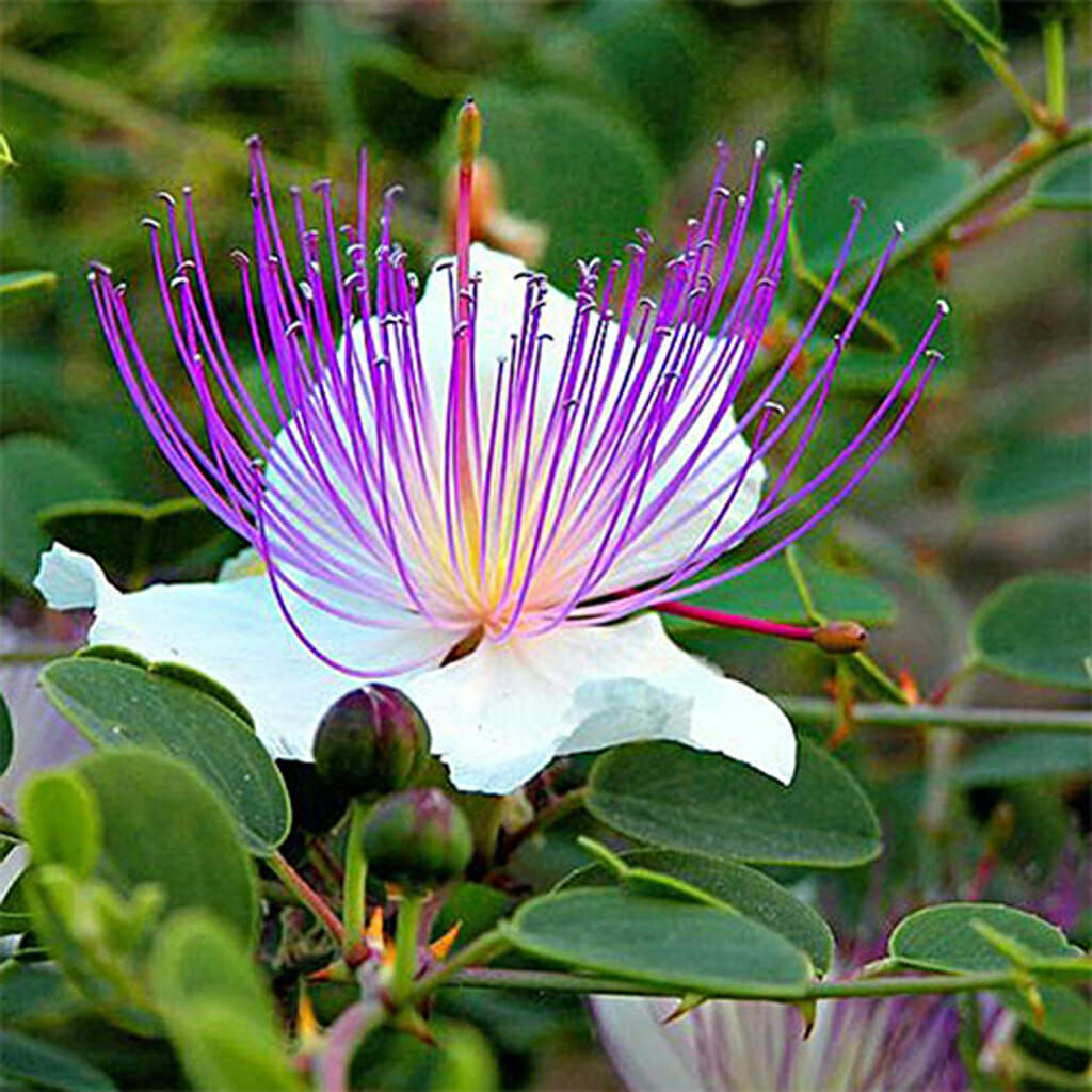 CAPERS - - Capparis spinosa
