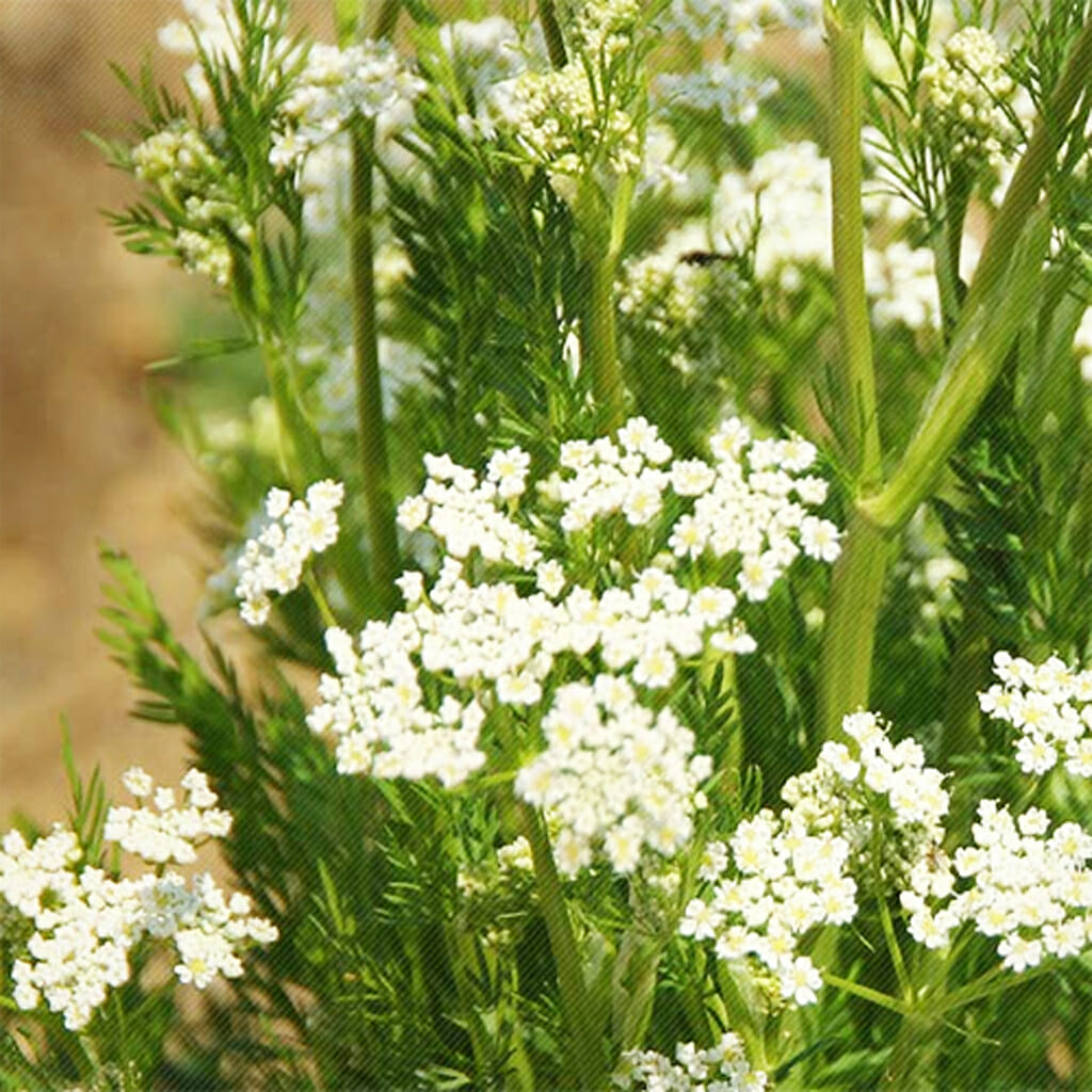 CARAWAY - - Carum carvi