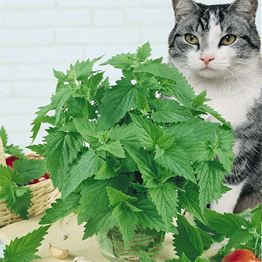 CATNIP - - Nepeta cataria