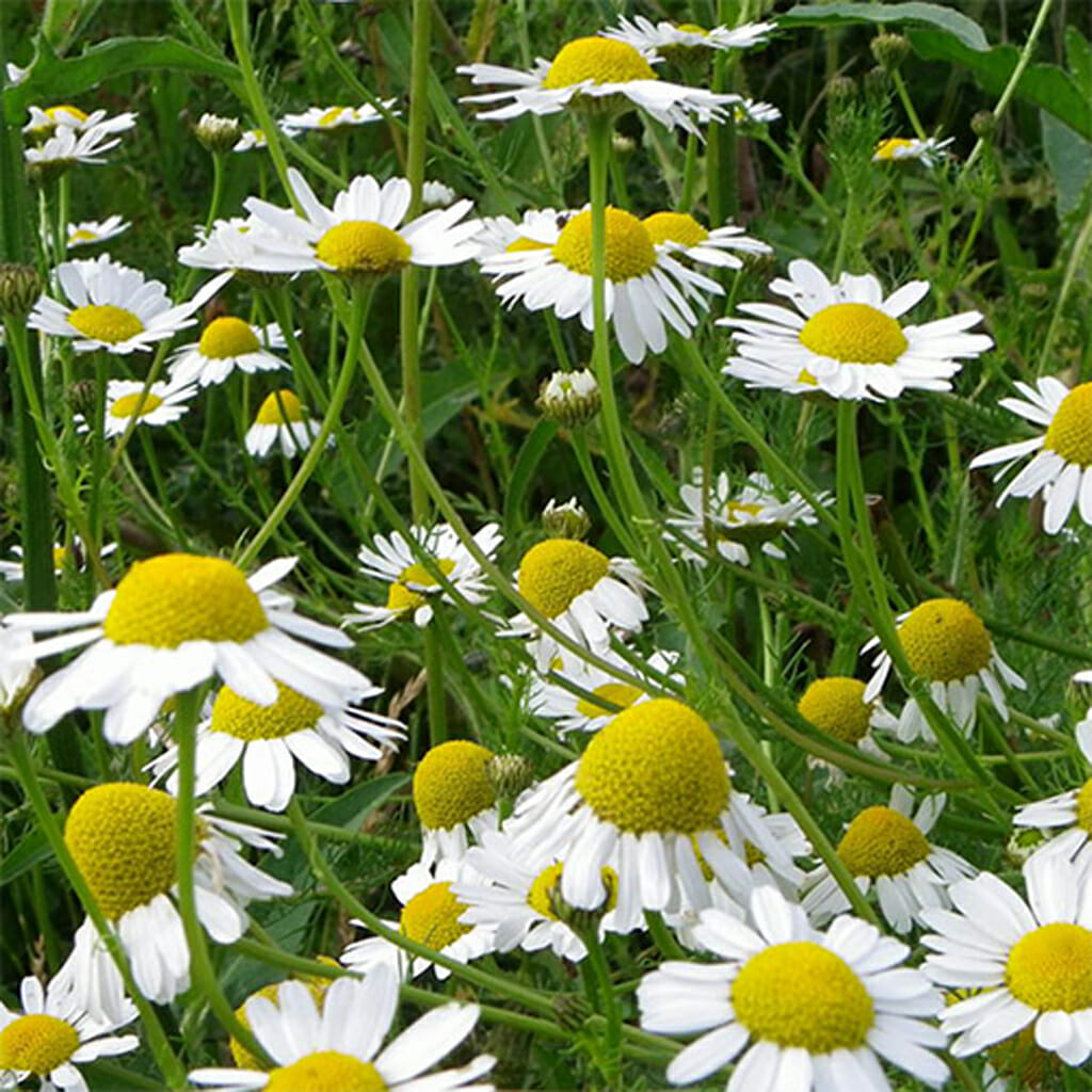 CHAMOMILE - German - Matricaria recutita