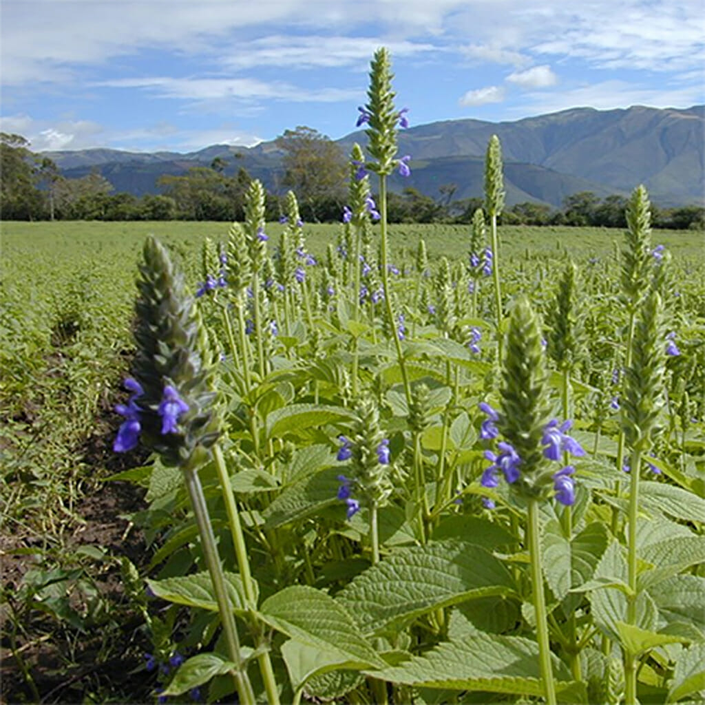 CHIA - - Salvia hispanica