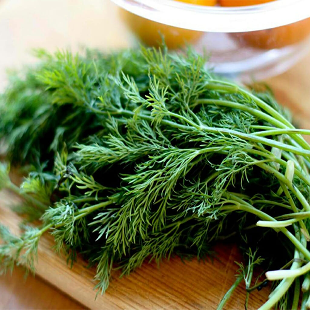 DILL -  - Anethum graveolens