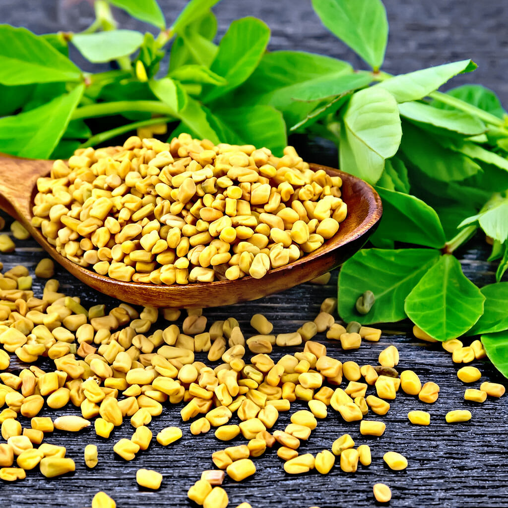FENUGREEK - - Trigonella foenum-graecum