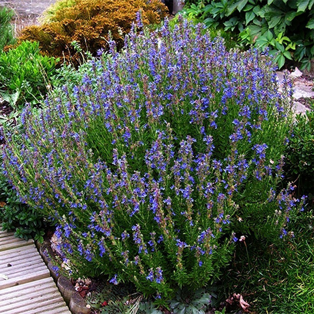HYSSOP - Anise - Hyssopus officinalis