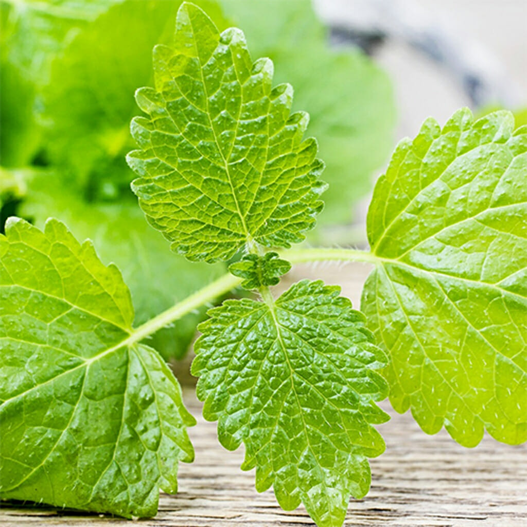 LEMON BALM -  - Melissa officinalis