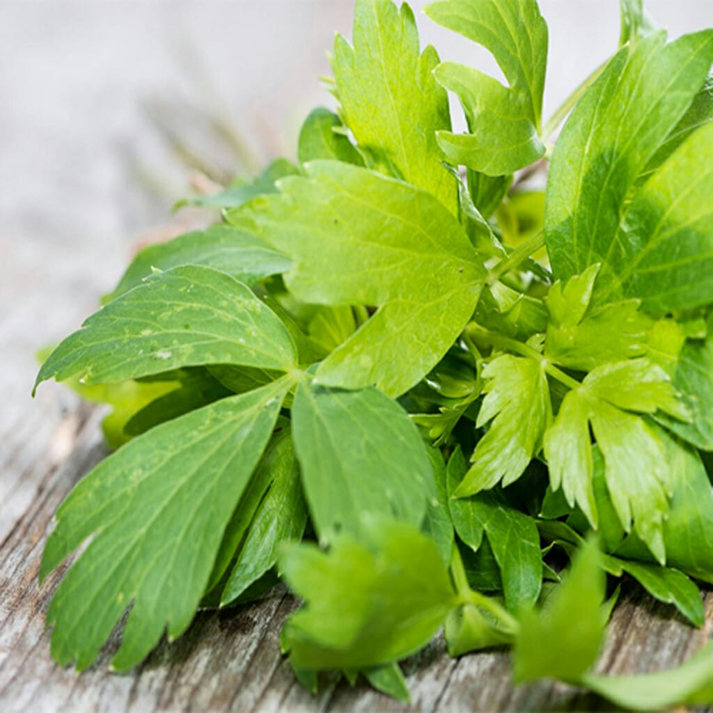 LOVAGE - - Levisticum officinale
