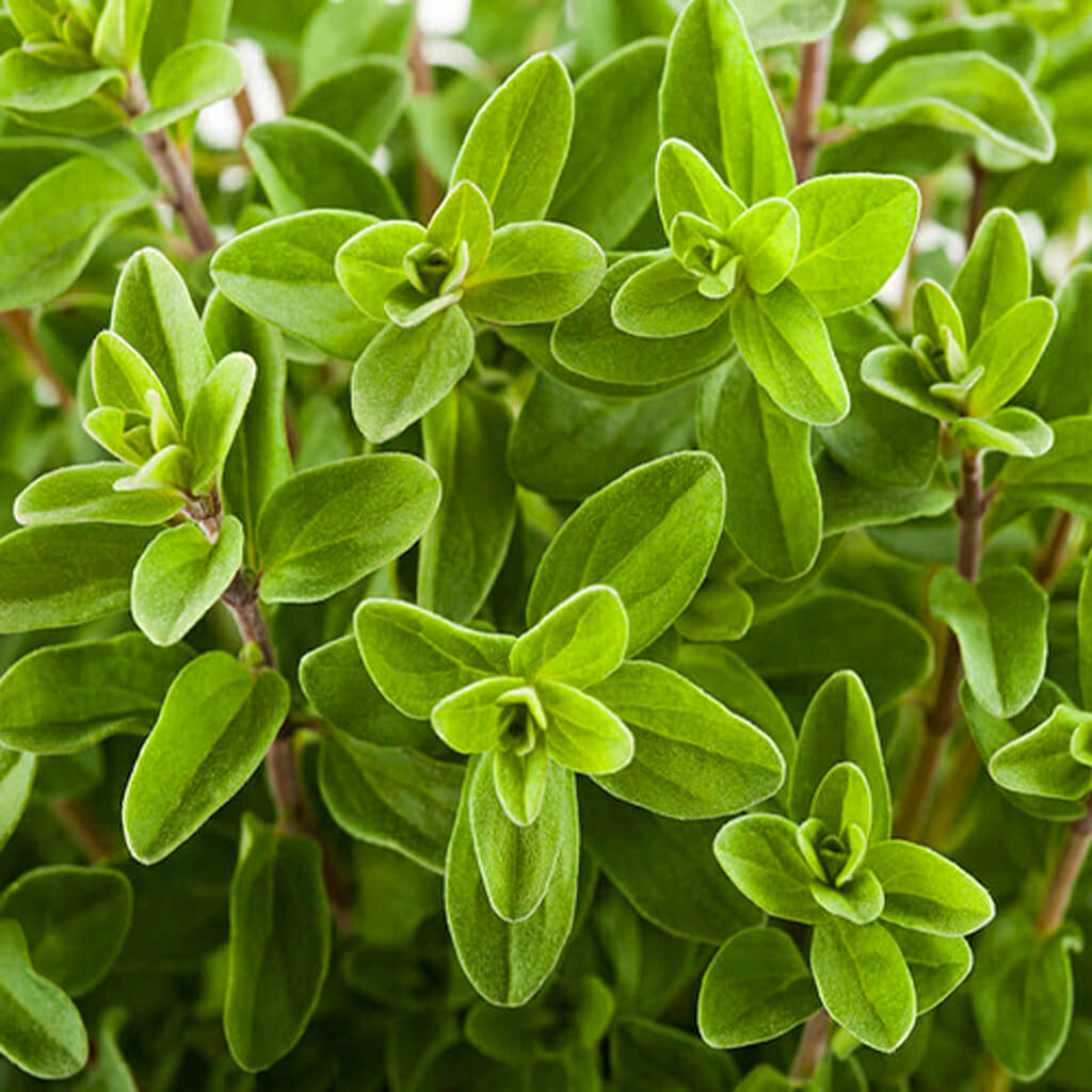MARJORAM - Sweet - Origanum majorana