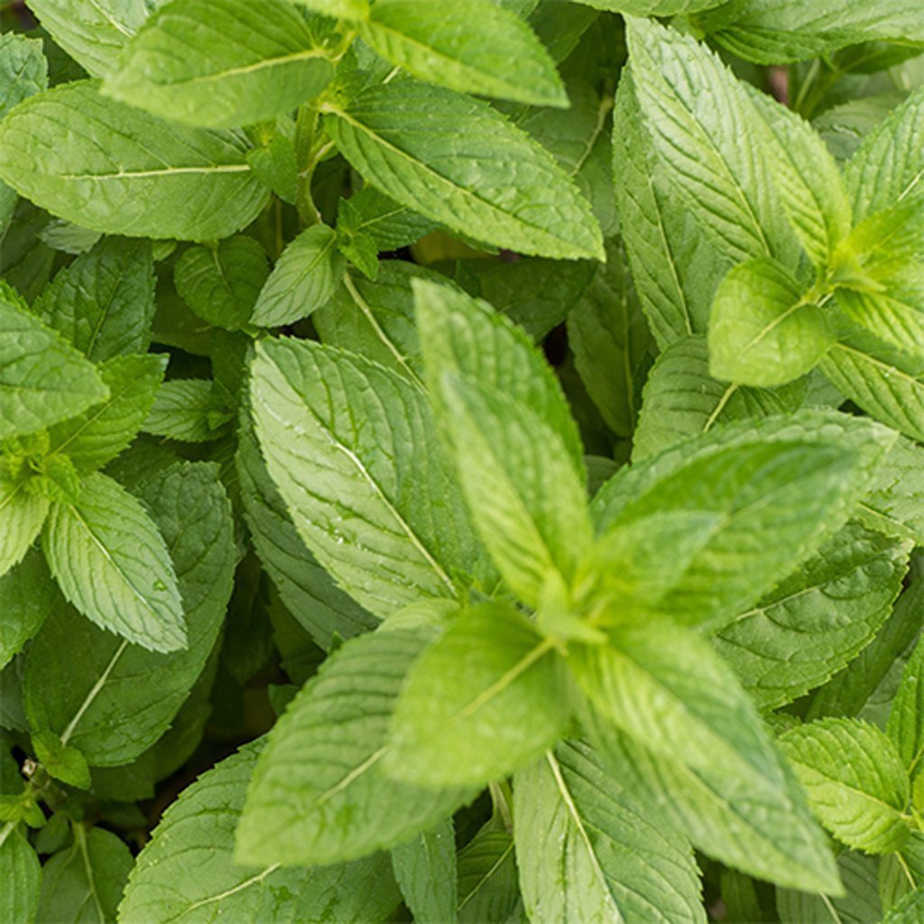 MINT - Peppermint - Mentha piperita