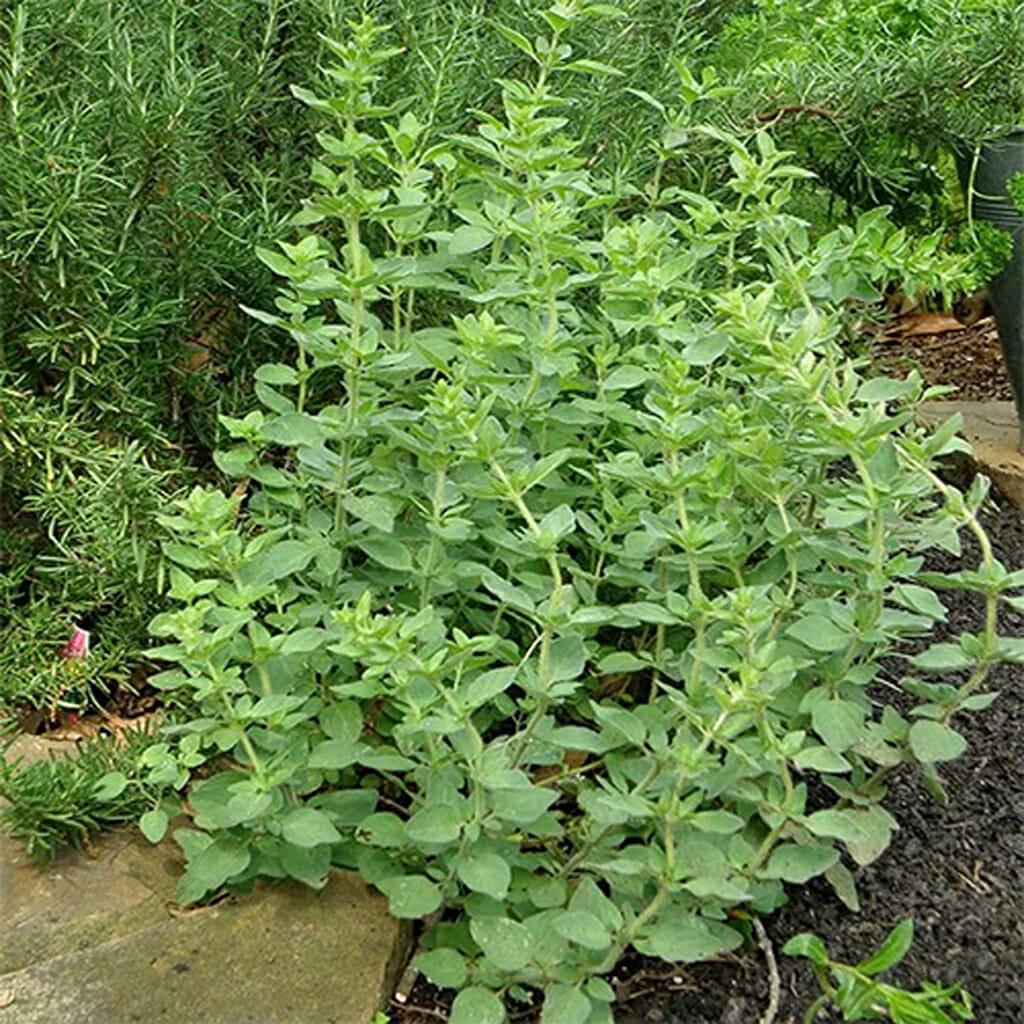 OREGANO - Italian - Origanum vulgare
