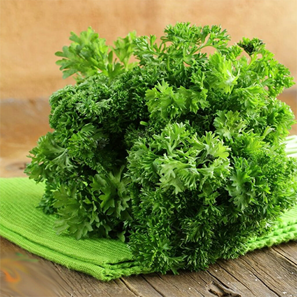 PARSLEY - Tripple Curled - Petroselinum hortensis