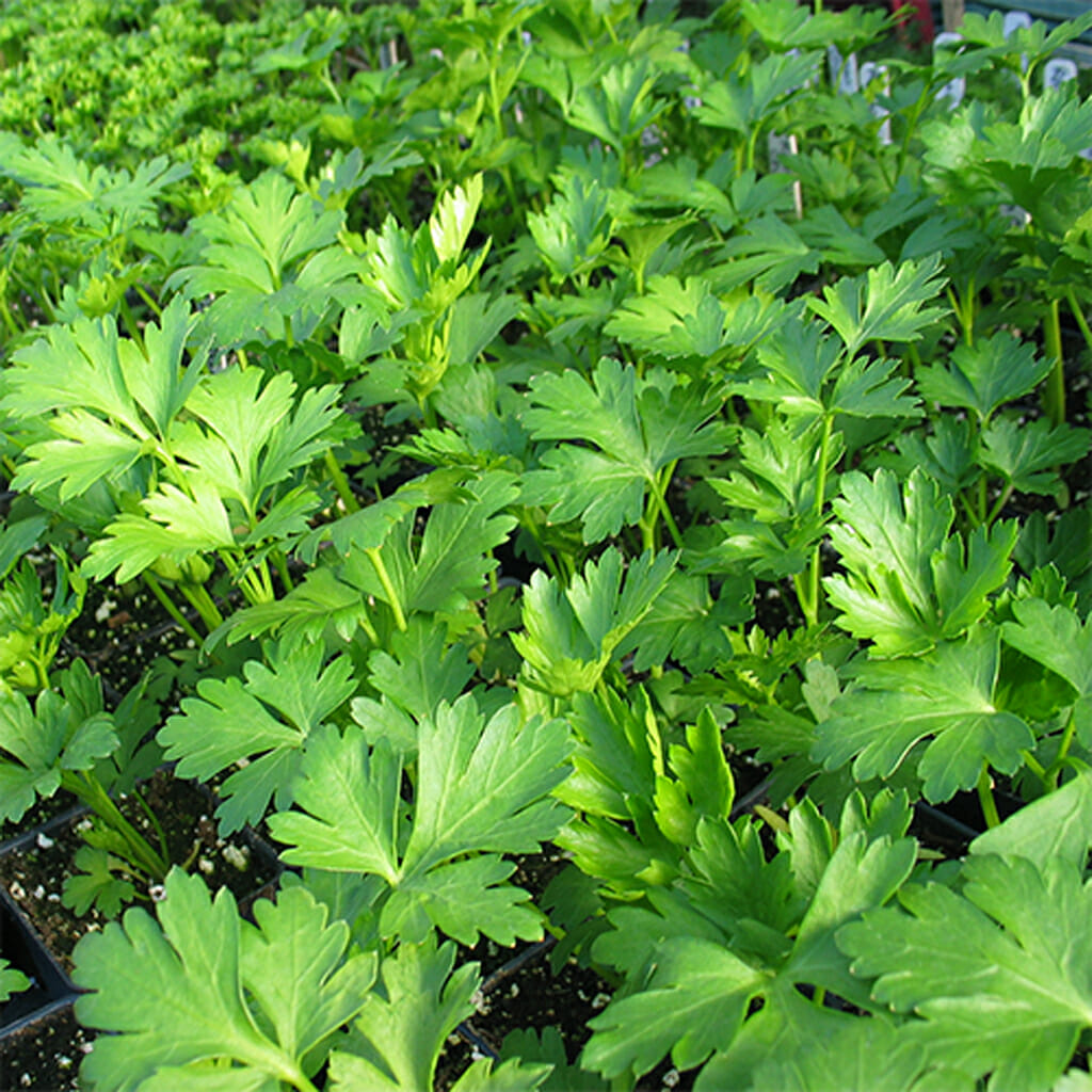 PARSLEY - Italian Giant - Petroselinum hortensis