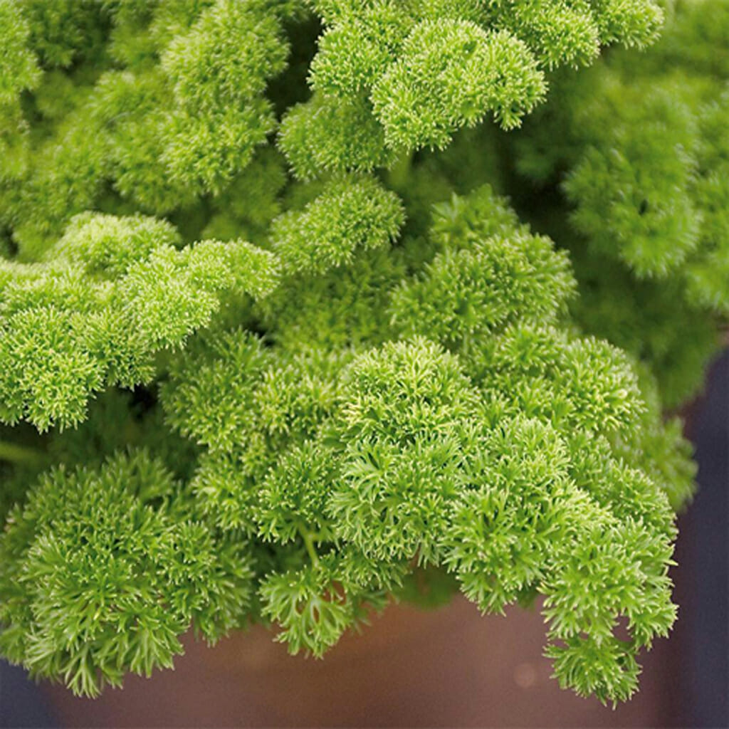 PARSLEY - Moss Curled - Petroselinum hortensis