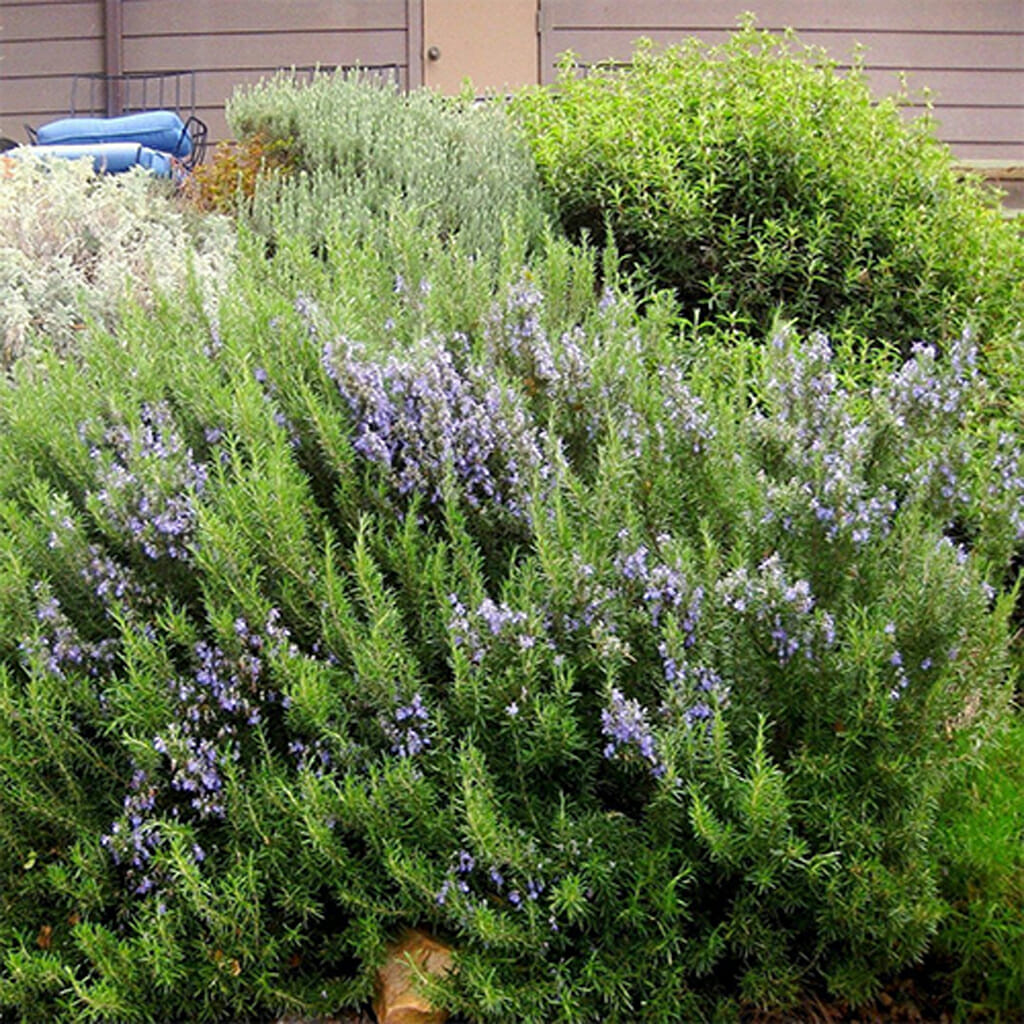 ROSEMARY -  - Rosmarinus officinalis