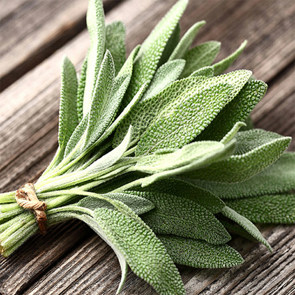 SAGE - Broadleaf - Salvia officinalis